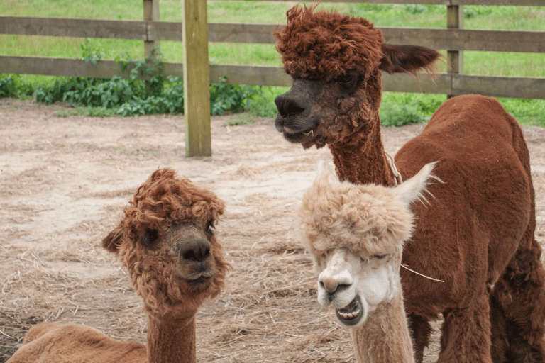 Seoul: Escursione di un giorno a Gangwon-do con il Mondo degli Alpaca e l&#039;Isola di NamiTour di gruppo dei giardini da Myengdong