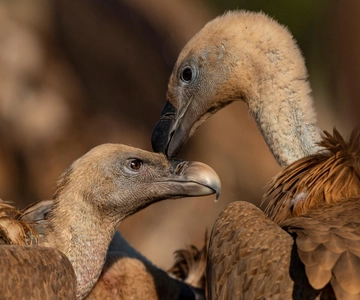 Monfrague Wildlife Experience: Buitres de cerca