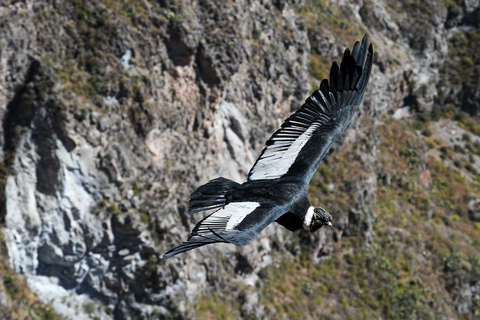 AREQUIPA: GIORNATA INTERA DEL CANYON DEL COLCA