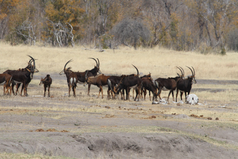 Victoria Falls: Safari game drive tour 3 hours