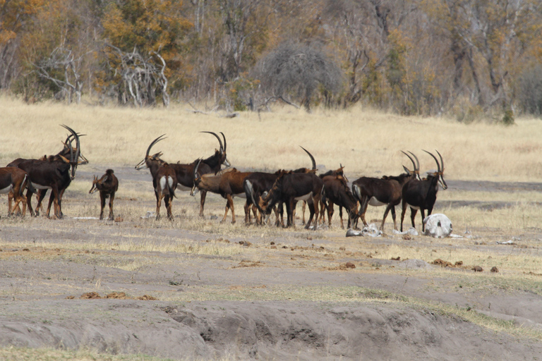 Victoria Falls: Safari game drive tour 3 hours