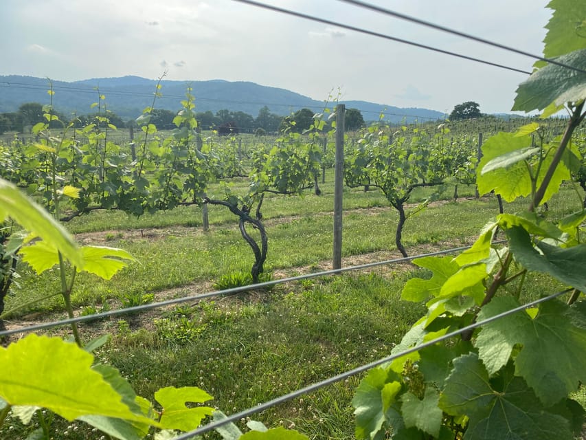 Virginia Wineries Tours: Experience Virginia Wineries | GetYourGuide