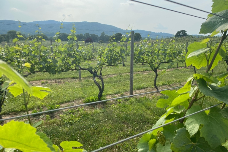 Visite des vignobles de Virginie : Découvrez les vignobles de Virginie