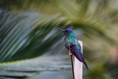 São Paulo: Monte Alegre do Sul Birdwatching Day Trip