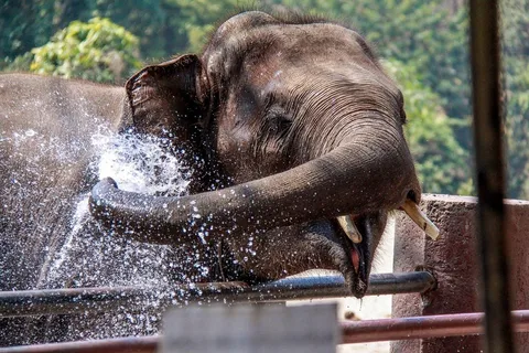 Agra: Alba del Taj Mahal e tour SOS di elefanti e animali selvatici