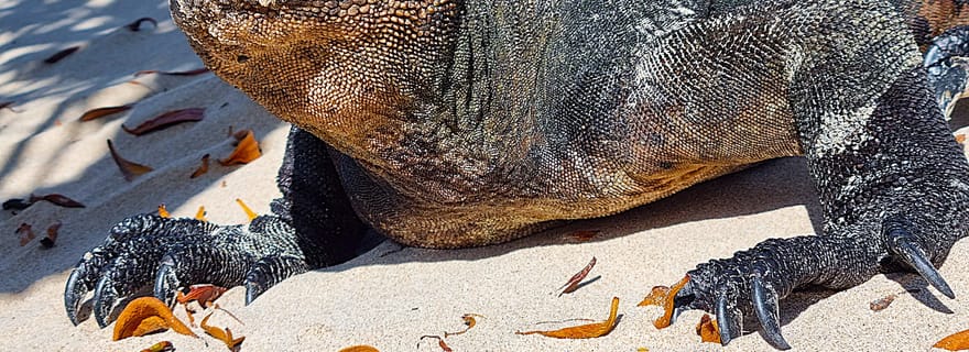 Galápagos : circuit haut de gamme 4 jours/3 nuits