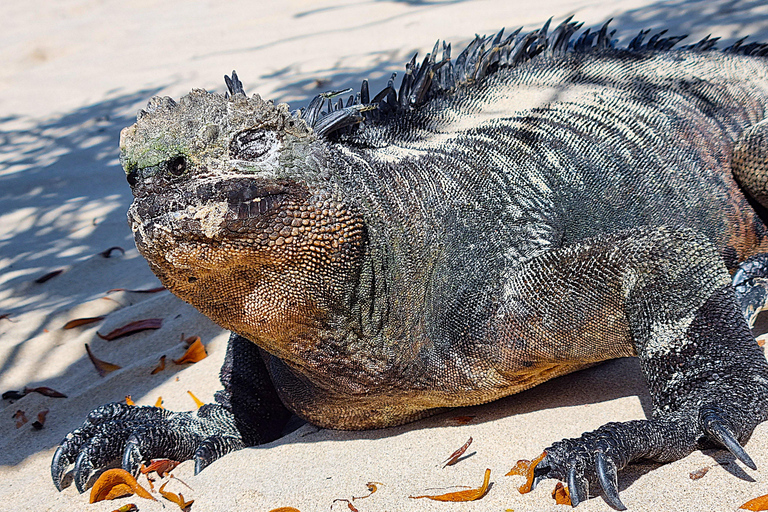 Galapagos: Luxury and Nature Premium 4D/3N Tour