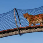 Copenaghen: biglietto d'ingresso allo zoo di Copenaghen