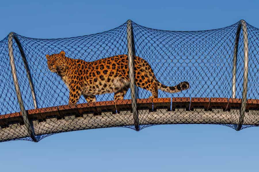 Kopenhagen: Eintrittskarte für den Kopenhagener Zoo. Foto: GetYourGuide