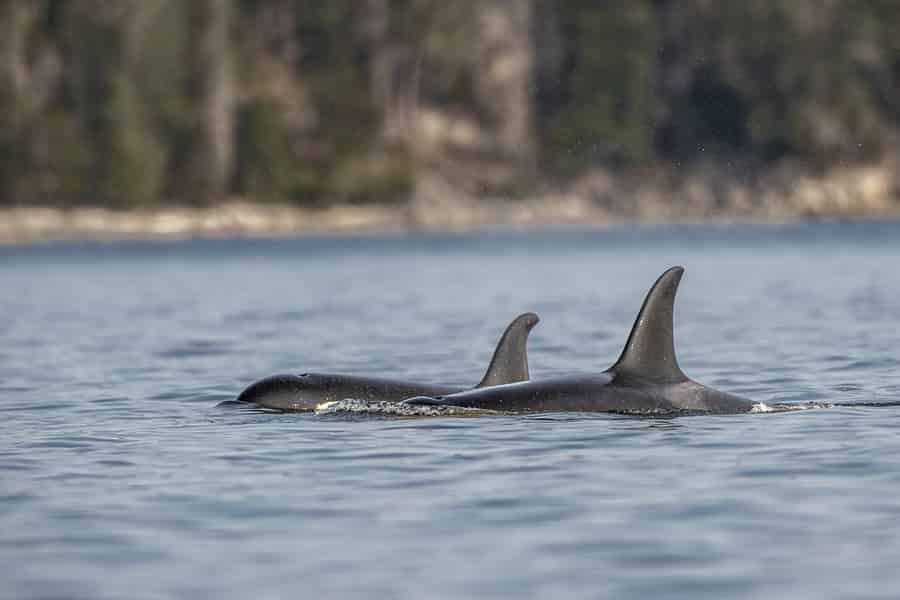 Campbell River – Whale Watching: Familien- und budgetfreundlich. Foto: GetYourGuide