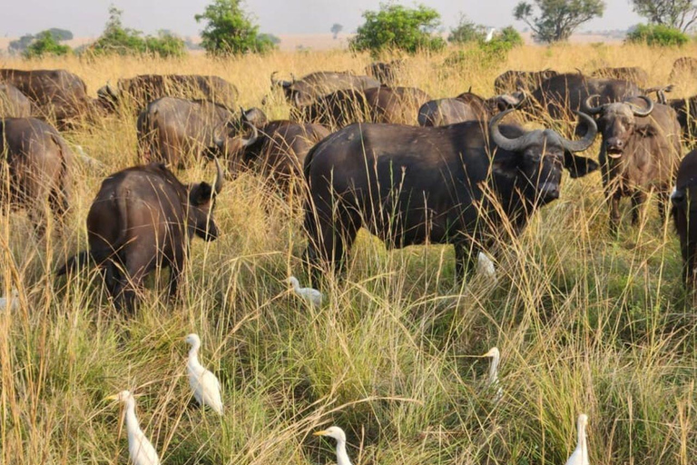 Uganda: 6-Days Safari to Murchison Falls and Queen Elizabeth