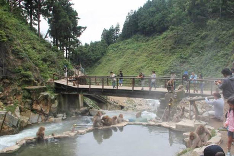 Nagano: Snow Monkeys, Zenko-ji Temple, and Lake Nojiri Tour