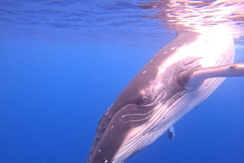 Tahiti : Observation des baleines à bosse avec guide certifié
