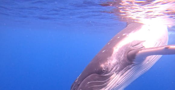 Tahiti: Humpback Whale Watching with a Registered Guide