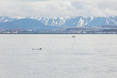Reykjavík: Whale Watching from a Luxury Yacht Whale Watching On Board A Yacht from Meeting Point