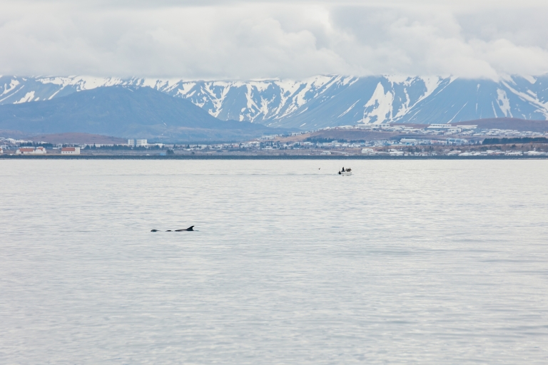 Reykjavík: oglądanie wielorybów z pokładu luksusowego jachtuPodziwianie wielorybów na pokładzie jachtu z miejsca zbiórki