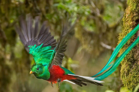 Monteverde: Cloud Forest Guided Tour with Hotel Pickup