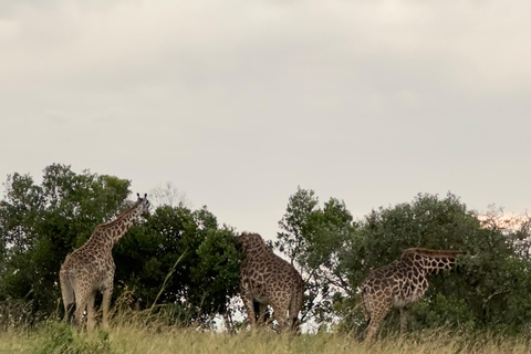 EXCURSION DE 1 JOURNÉE AU PARC NATIONAL D&#039;AMBOSELI.