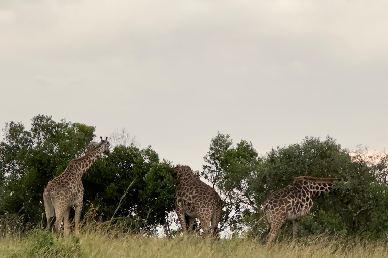 EXCURSION DE 1 JOURNÉE AU PARC NATIONAL D&#039;AMBOSELI.