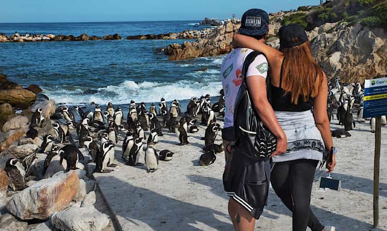 Cape Town: CAPE OF GOOD HOPE AND PENGUINS PRIVATE FULL DAY.