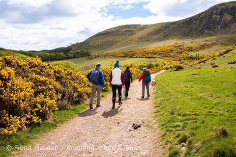 Hills, heather & Highland cows: Hiking in the Pentlands Hills, heather & Highland cows - Hiking in the Pentlands