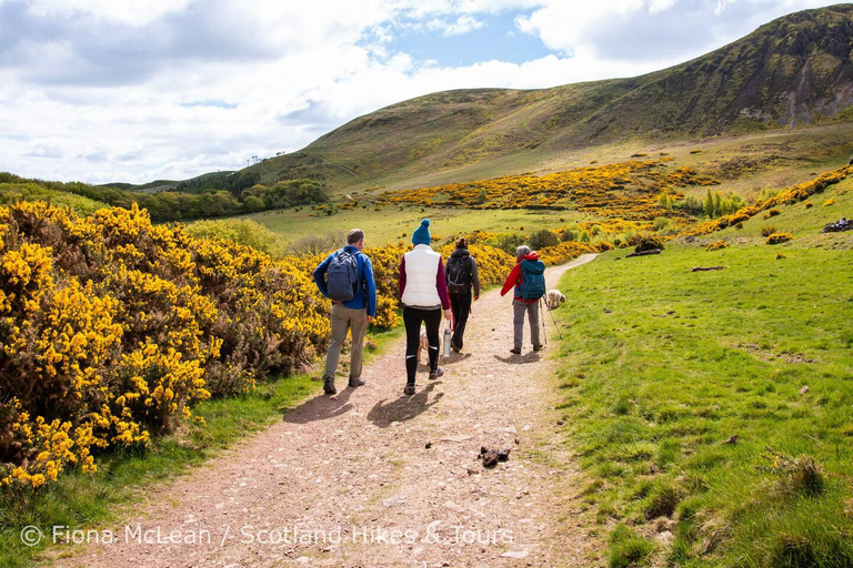 Hills, heather & Highland cows: Hiking in the Pentlands Hills, heather & Highland cows - Hiking in the Pentlands
