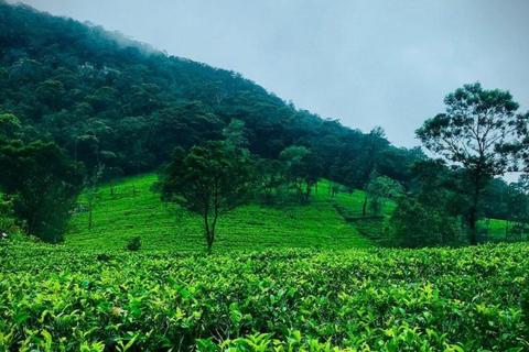 Kandy: Sir James Taylor’s Loolkandura Tea Heritage Hike