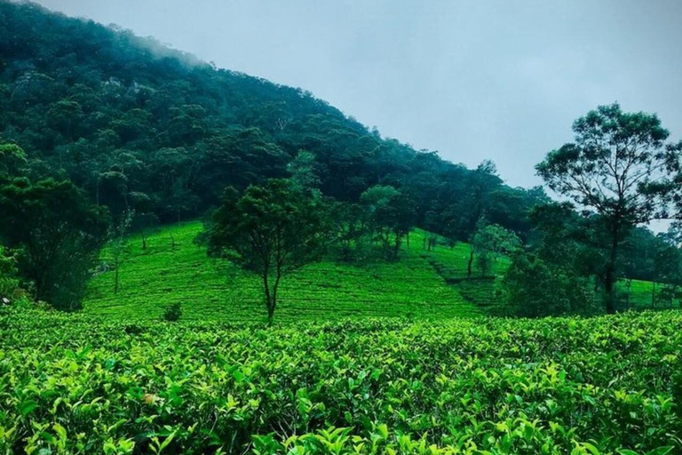 Kandy: Sir James Taylor’s Loolkandura Tea Heritage Hike