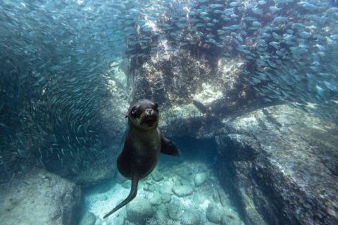 Cabo: Sea Lion Snorkeling Adventure at Espiritu Santo Island