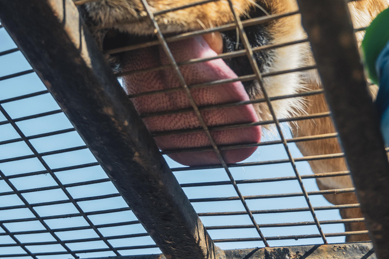 From Santiago: Rancagua Safari Park Zoo