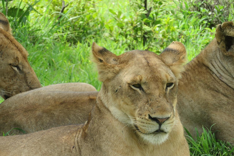 DAGTRIP VAN ZANZIBAR NAAR NYERERE NATIONAAL PARK PER VLUCHT