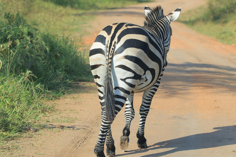 Zachodnia Uganda; Safari z gorylami, Szympansami i Wielką Piątką