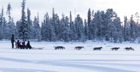 Kiruna: Private Forest Escape Husky Ride with Fika