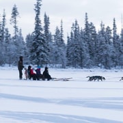 Kiruna : escapade privée en forêt – promenade en traîneau à huskies avec « fika »