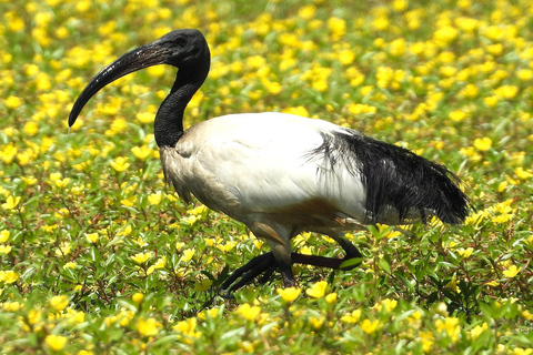 Camargue: Discover Horses and Wild Birds by Electric Golf Cart Petit Rhône Reserve – Immersive tour in a 2-seater electric vehicle