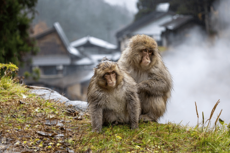 From Tokyo: Nagano, Monkeys, Zenkoji Temple Private Day Trip