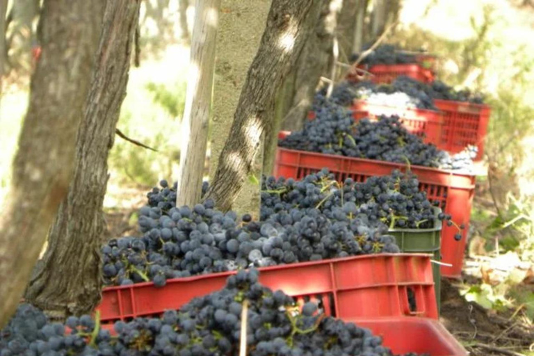 Montevideo: Century-Old Urban Winery Tour & 6-Wine Tasting
