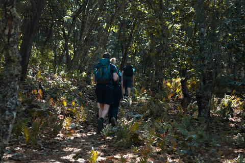 Oaxaca: Hiking Tour In the Sierra Norte With Lunch