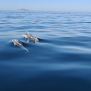 Albany: King George Sound Boat Tour (Summer Nov - April)