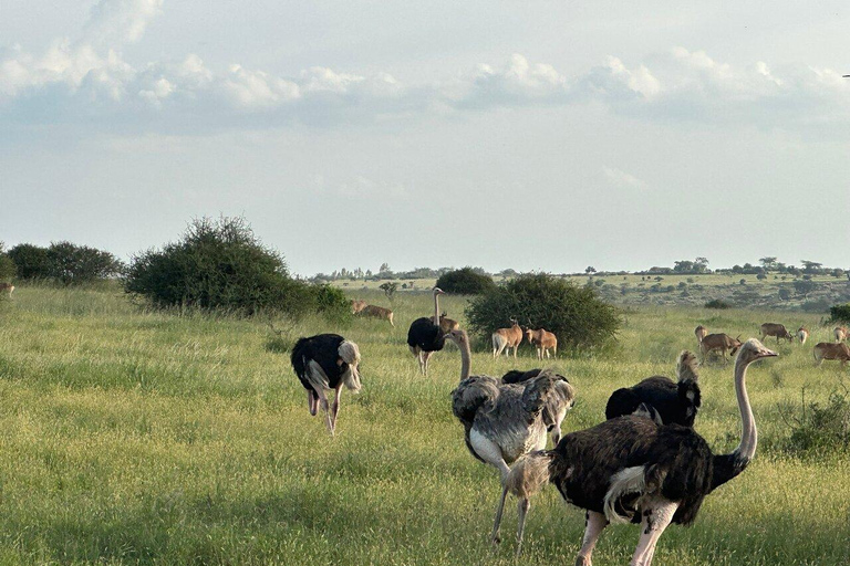 Nairobi National Park, Elephant Orphanage and Giraffe Centre Nairobi National Park, Baby Elephant and Giraffe Centre