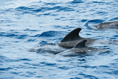 Teneryfa: Wycieczka wielorybami i delfinami z lokalnym sternikiemWycieczka z punktem spotkania