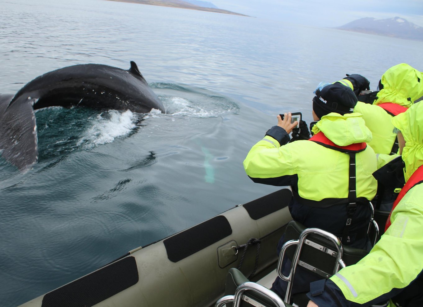 Akureyri: 2-timers hvalsafari med RIB-speedbåd