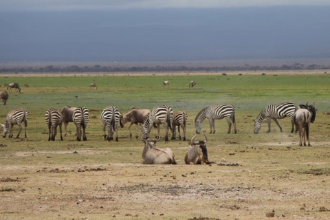 Quênia: 6 dias de Amboseli, Tsavo Oeste e Leste