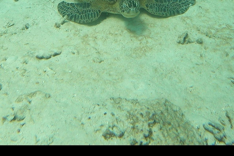 Excursions de plongée avec masque et tuba dans les îles Daymaniyat