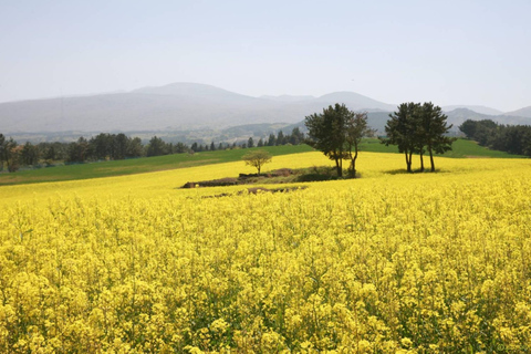 Jeju Trendy Café Tour and When Life Gives You Tangerines