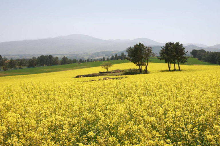 Jeju Trendy Café Tour and When Life Gives You Tangerines
