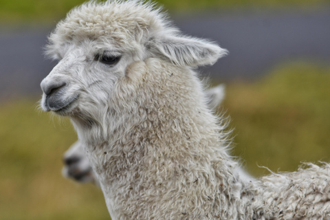 Otavalo Indigenous Market, Cuicocha, and Peguche Tour
