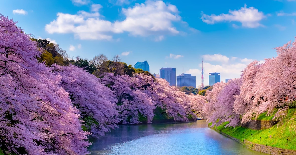 Tokyo Cherry Blossom Express Tour with Boat Ride - 2026 (Verified