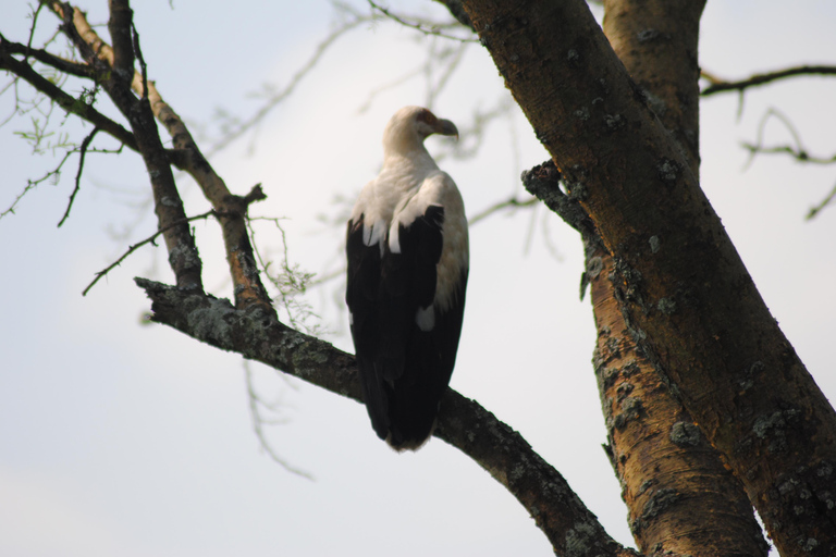 7 Day Rwanda Uganda Culture and Primate Safari Adventure