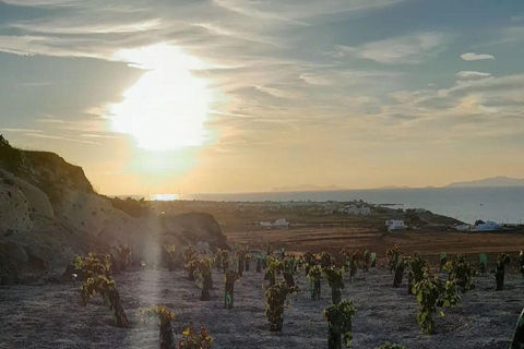 圣托里尼：有机农场私人农业教育之旅圣托里尼岛：私人农业教育参观有机农场